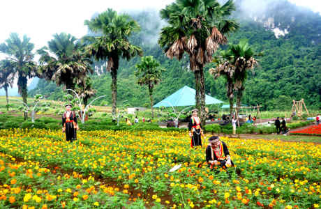 Hơn 40 loài hoa đang nở rực rỡ tại Bình nguyên xanh Khai Trung