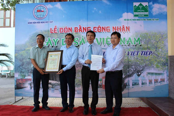 Hải Phòng:    Vinh danh hai cây Di sản Việt Nam