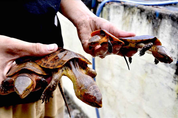 Vụ nghi vấn "phù phép" rùa hoang dã quý hiếm thành rùa nuôi: Cảnh sát môi trường Kon Tum về Đồng Tháp xác minh thông tin