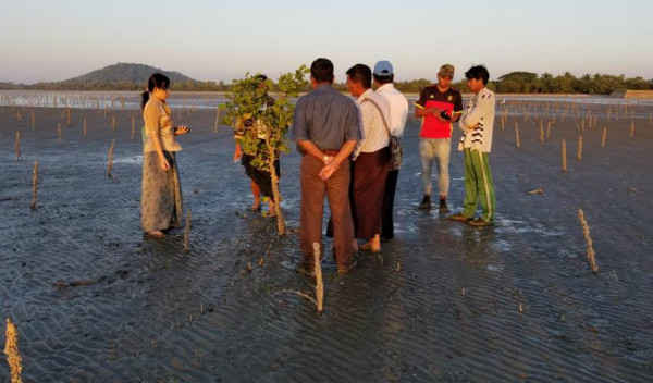 Myanmar nỗ lực khôi phục khu vực rừng ngập mặn suy thoái