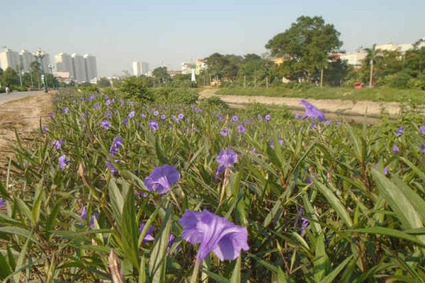 Hà Nội: Lan tỏa con đường hoa trên nền rác thải ven sông Tô Lịch