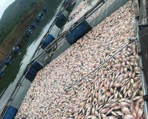 Quảng Nam: Cá nuôi chết trắng hồ sau một đêm