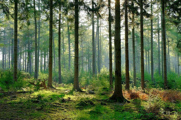 Nội dung của kế hoạch bảo vệ và phát triển rừng