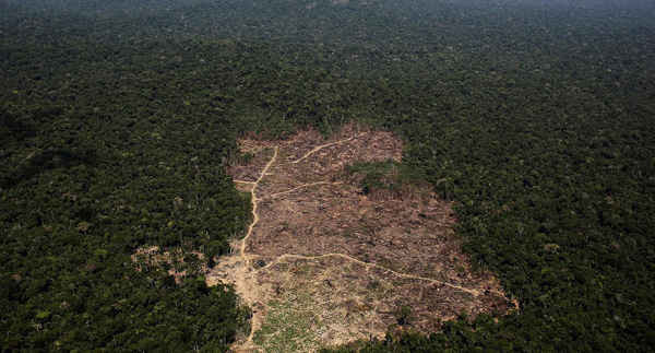 Rừng Amazon đang bị phá hủy với tốc độ chưa từng thấy trong thập kỷ qua
