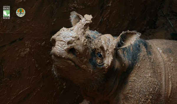 Giải cứu tê giác Sumatra cực kỳ nguy cấp mang lại hy vọng mới cho loài