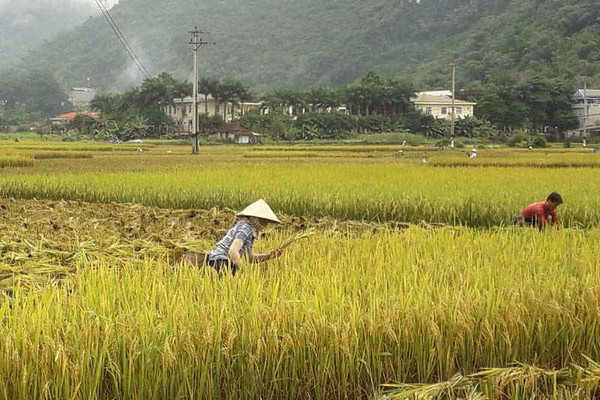 An ninh lương thực cho hộ nghèo ở Mai Châu - Bài 1: Trở ngại trong tiếp cận lương thực, thực phẩm