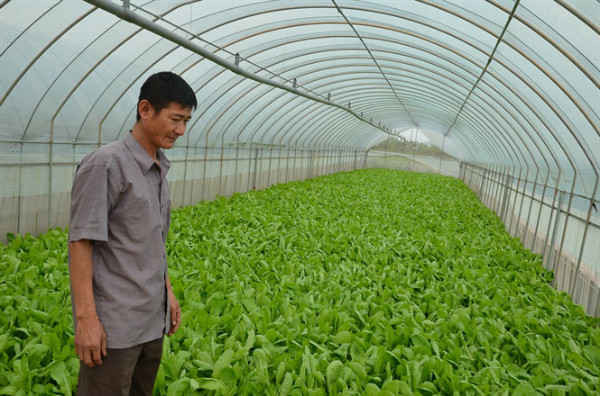 Tại sao 3.534 ha rau an toàn của Hà Nội bị quá hạn giấy chứng nhận?
