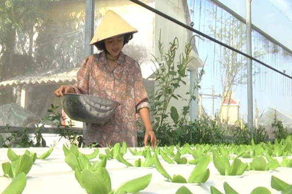 Quảng Nam: Khởi nghiệp từ Nông nghiệp hữu cơ