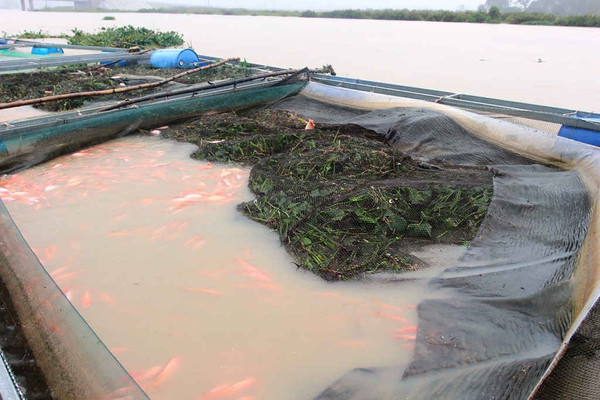 Quảng Nam: 40 lồng bè cá của người dân bị lũ cuốn trôi