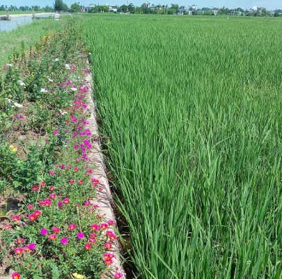 Mô hình nông nghiệp thông minh ứng phó với biến đổi khí hậu - Bài 2: Sạch đẹp nhờ ruộng lúa bờ hoa