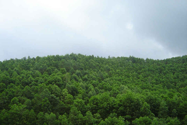 Cấp chứng chỉ rừng bền vững cho 1 triệu ha rừng