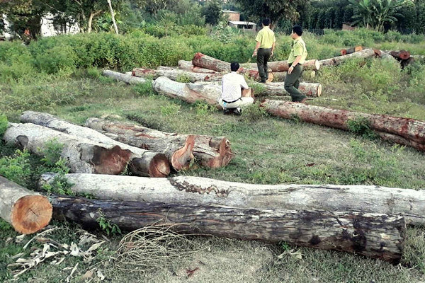 Tỉnh Gia Lai chỉ đạo quyết liệt bảo vệ rừng
