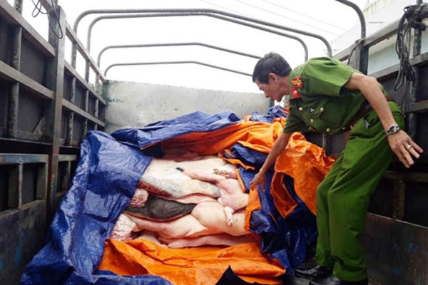 Bình Định: Chủ động xử lý thịt heo bẩn “tuồn” vào thị trường