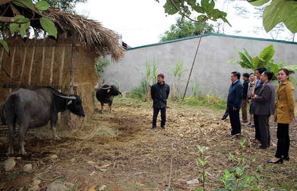 Lào Cai: Kiểm tra công tác phòng chống đói rét cho đàn gia súc