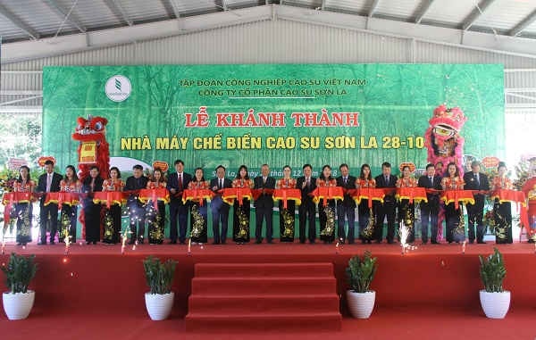 Sơn La đưa nhà máy cao su công suất 9.000 tấn/năm vào hoạt động