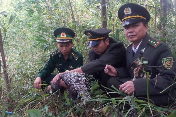 Quảng Trị: Thả các cá thể động vật hoang dã về môi trường tự nhiên
