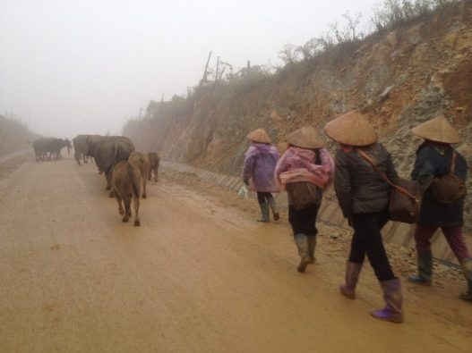Sơn La: Ứng phó với rét đậm, rét hại, băng giá mưa tuyết