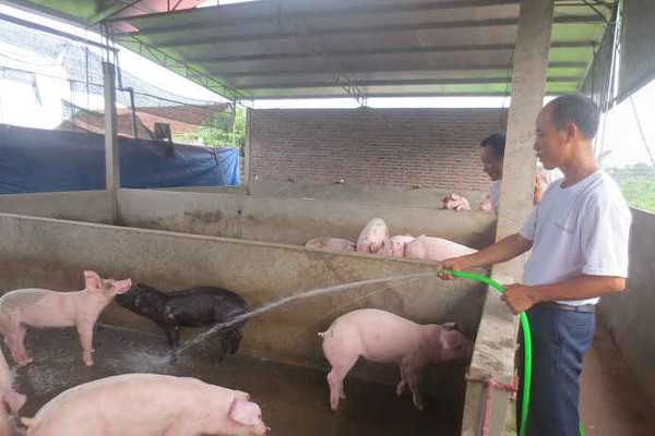 Thái Nguyên:  Xuất hiện bệnh long móng lở mồm ở đàn lợn thịt