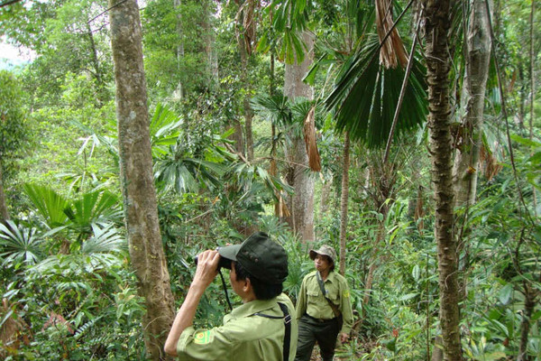 Quảng Ngãi: Thành lập Ban Quản lý rừng phòng hộ tỉnh