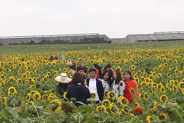 Nghệ An: Cánh đồng hoa thu hút hàng vạn du khách dịp nghỉ lễ