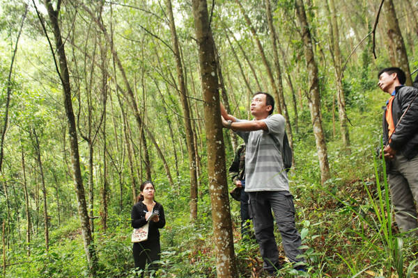 Hương Sơn (Hà Tĩnh): Thí điểm cấp chứng chỉ rừng bền vững cho nhóm hộ
