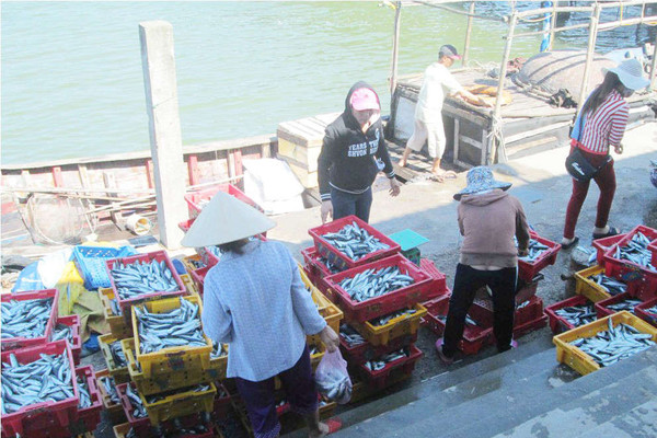 Thừa Thiên Huế: Đẩy mạnh công tác ngăn chặn, loại bỏ khai thác hải sản bất hợp pháp