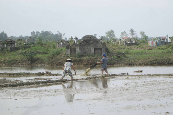 Thừa Thiên Huế: Không khí lạnh, hàng trăm hecta lúa chìm trong biển nước