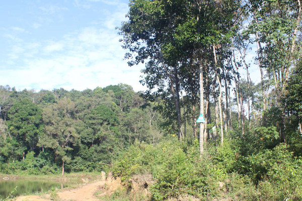 Điện Biên: Rà soát, điều chỉnh quy hoạch 3 loại rừng