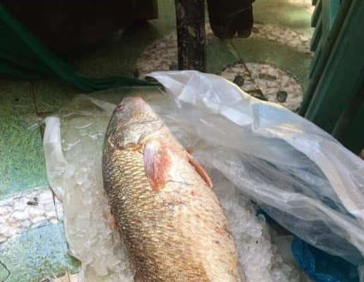 Quảng Ngãi: Ngư dân Quảng Ngãi bắt được cá sủ vàng quý hiếm