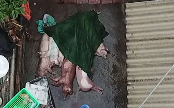 Kinh hoàng thịt trâu sấy làm từ… lợn chết, lợn bệnh
