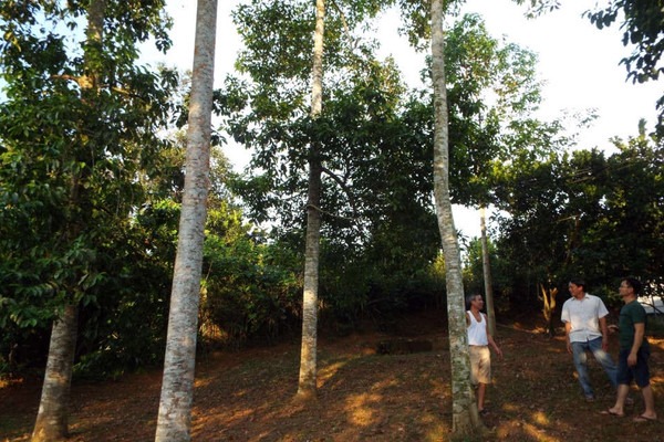 Hòa Bình: Trồng rừng gắn với chế biến và cải tạo môi trường