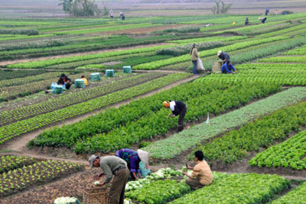 Hà Nội: Phấn đấu tăng trưởng nông nghiệp đạt 3% giai đoạn 2019-2020