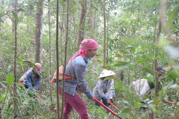 Điện Biên: Đa dạng hình thức tuyên truyền quản lý, bảo vệ rừng