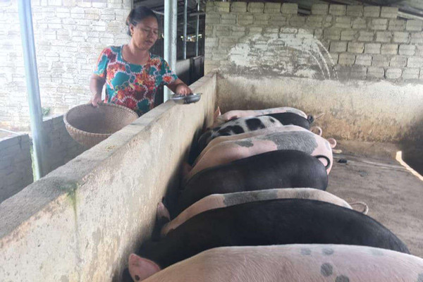Tuần Giáo - Điện Biên: Xuất hiện dịch tả lợn Châu Phi