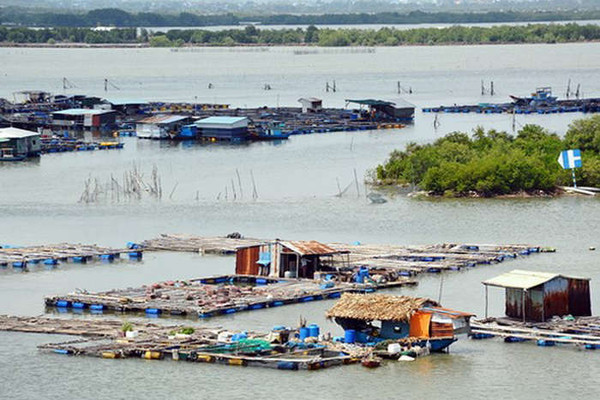 Bà Rịa - Vũng Tàu: Tiềm ẩn nguy cơ ô nhiễm từ việc nuôi thủy sản lồng bè