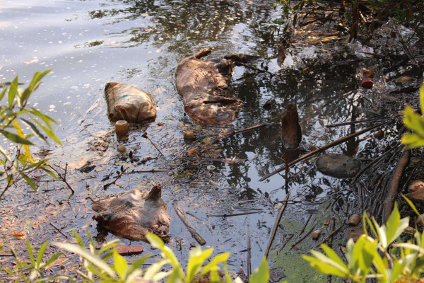 Lâm Đồng: Trục vớt, tiêu hủy gần 100 con heo thối rữa trôi trên suối Cam Ly