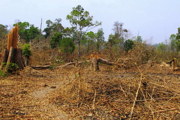 Gia Lai: Xác định có 0,8 ha rừng bị phá hoại ở xã biên giới Ia O