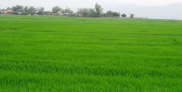 Điện Biên đón "cơn mưa vàng"