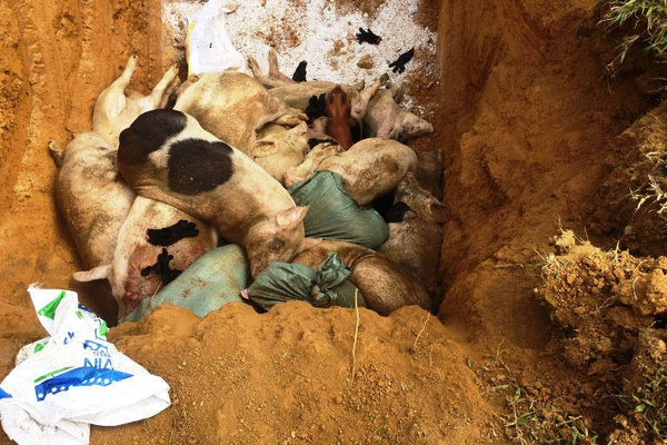 Quảng Nam: Tiêu hủy 151 con heo bị lở mồm long móng