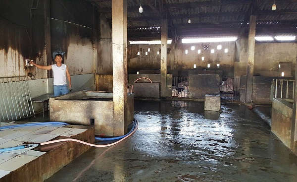 Thừa Thiên- Huế: Cơ sở giết mổ gia súc ô nhiễm môi trường khu dân cư