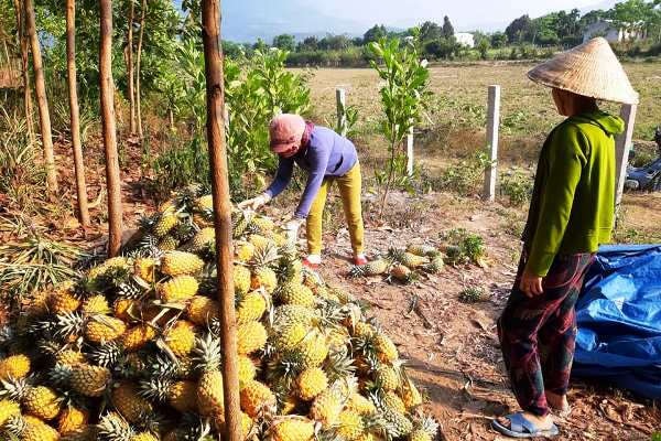 Vùng dứa Quảng Nam loay hoay tìm đầu ra