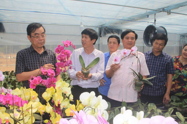 Quảng Trị: Trồng 13.000 cây hoa lan ở độ cao trên 1.000m