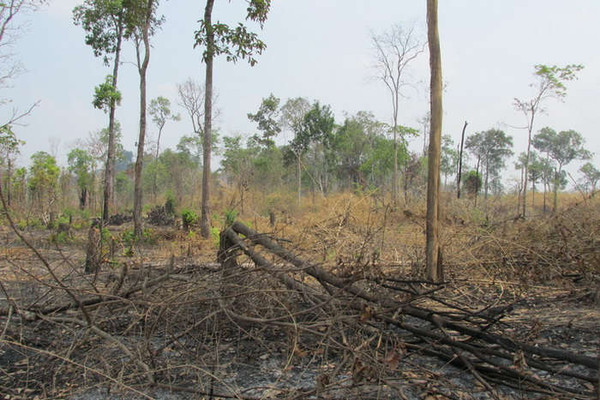 Gia Lai: Phát hiện hơn 4ha rừng bị chặt phá trái phép