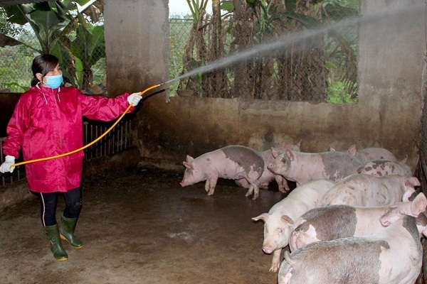 Nghệ An: Dịch tả lợn Châu Phi xuất hiện ở Quỳ Châu