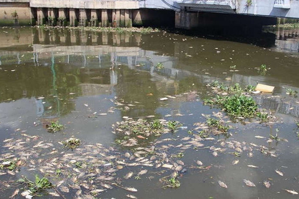 TP.HCM: Giảm số lượng cá trên kênh Nhiêu Lộc - Thị Nghè
