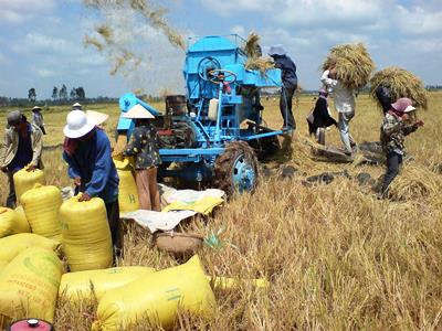 Thách thức của ngành lúa gạo và đóng góp của Agribank trong chuỗi giá trị lúa gạo bền vững tại Việt Nam