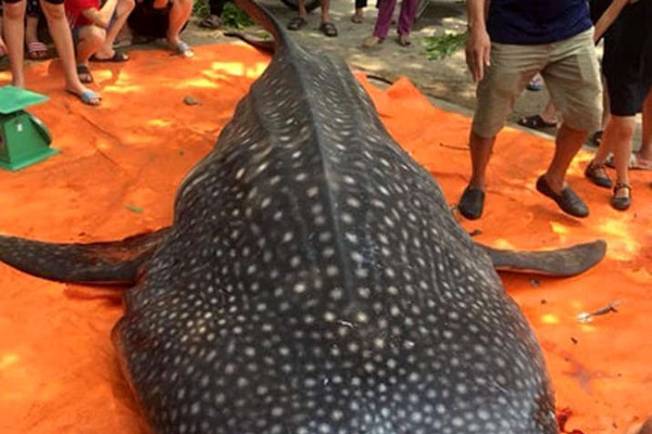 Xác minh vụ xẻ thịt "cá lạ" nặng gần 1 tấn