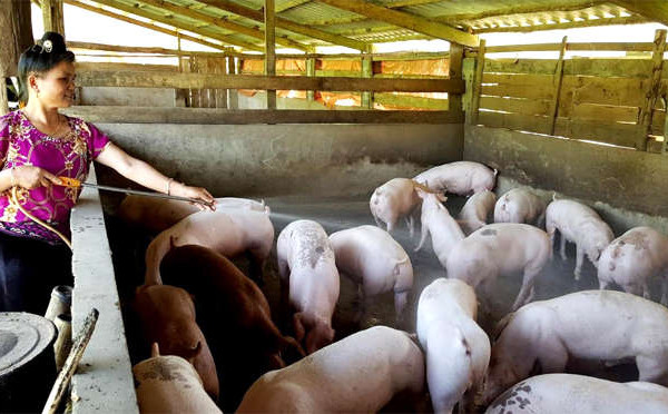 Yên Bái: Xuất hiện 2 ổ dịch tả lợn Châu Phi
