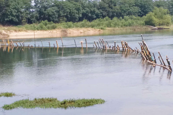 Thừa Thiên Huế: Dân đóng cọc tre trên sông ngăn chặn “cát tặc”