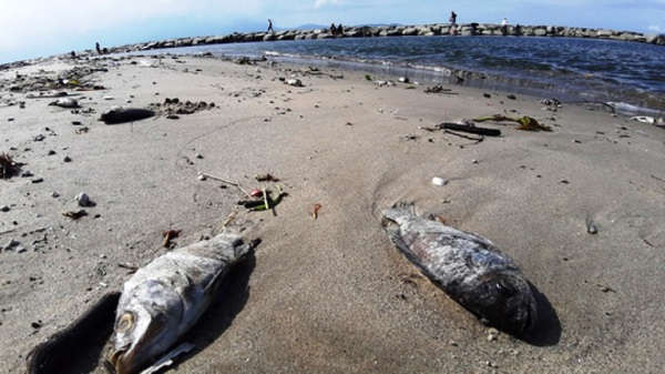 Đà Nẵng: Cá chết dạt vào bờ biển Nguyễn Tất Thành